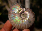 Natural Iridescent Cleoniceras Ammonite Fossils x 24 From Tulear, Madagascar - Toprock Gemstones and Minerals 