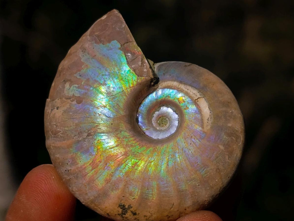 Natural Iridescent Cleoniceras Ammonite Fossils x 24 From Tulear, Madagascar - Toprock Gemstones and Minerals 