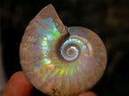 Natural Iridescent Cleoniceras Ammonite Fossils x 24 From Tulear, Madagascar - Toprock Gemstones and Minerals 