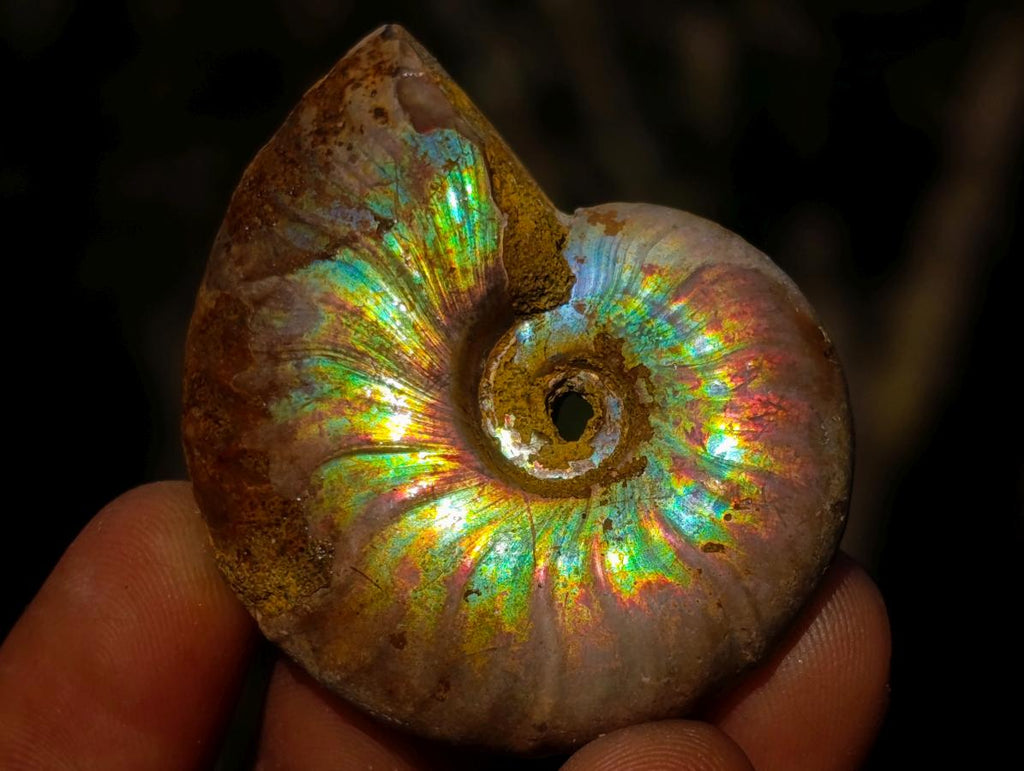 Natural Iridescent Cleoniceras Ammonite Fossils x 24 From Tulear, Madagascar - Toprock Gemstones and Minerals 
