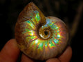 Natural Iridescent Cleoniceras Ammonite Fossils x 24 From Tulear, Madagascar - Toprock Gemstones and Minerals 