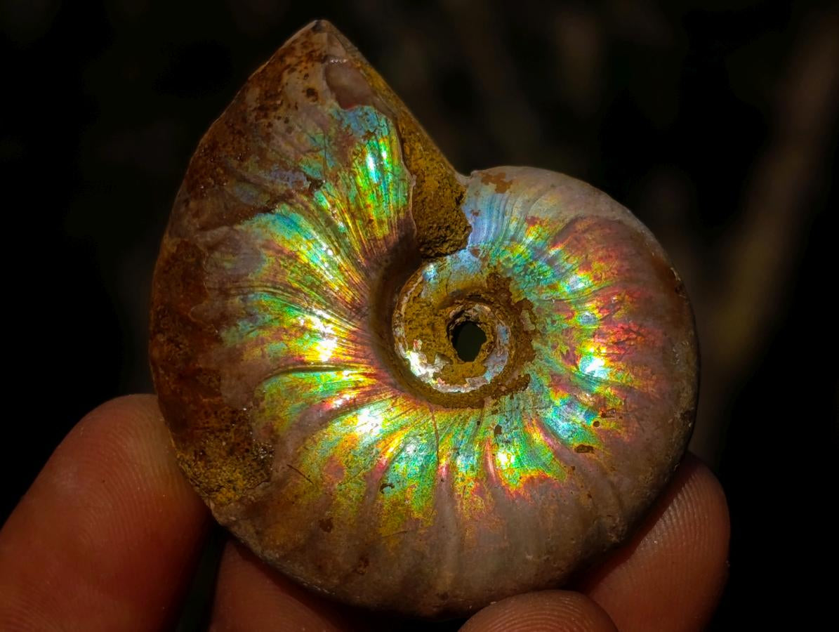 Natural Iridescent Cleoniceras Ammonite Fossils x 24 From Tulear, Madagascar - Toprock Gemstones and Minerals 