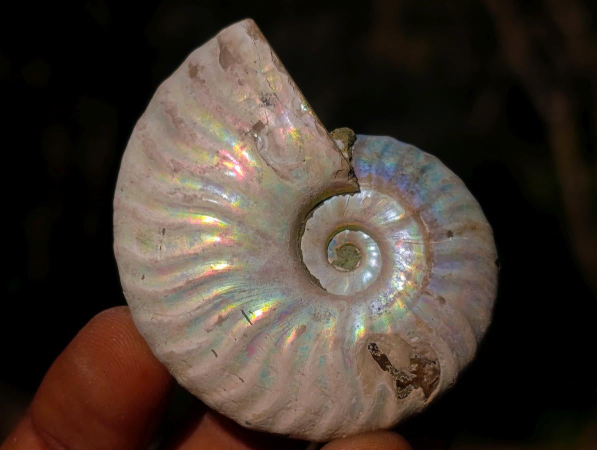 Natural Iridescent Cleoniceras Ammonite Fossils x 24 From Tulear, Madagascar - Toprock Gemstones and Minerals 