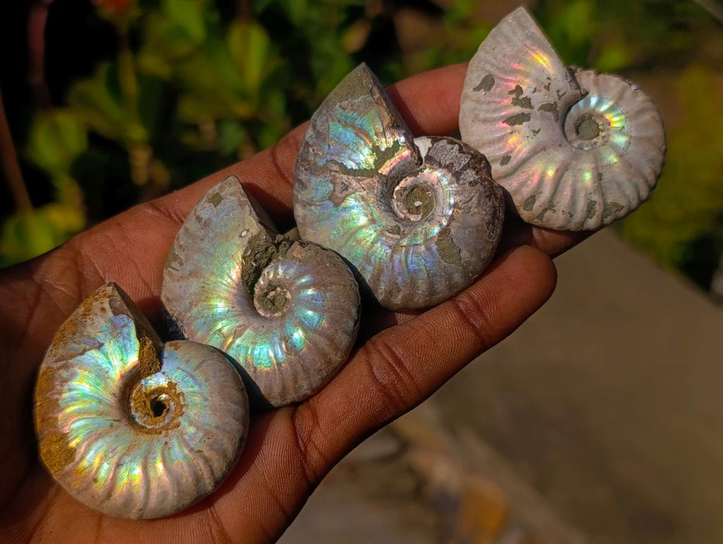 Natural Iridescent Cleoniceras Ammonite Fossils x 24 From Tulear, Madagascar - Toprock Gemstones and Minerals 