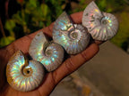 Natural Iridescent Cleoniceras Ammonite Fossils x 24 From Tulear, Madagascar - Toprock Gemstones and Minerals 