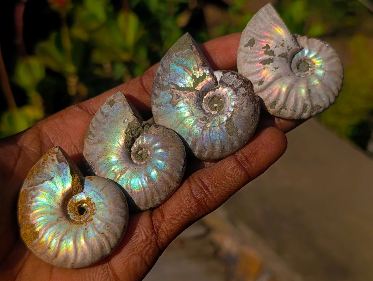 Natural Iridescent Cleoniceras Ammonite Fossils x 24 From Tulear, Madagascar - Toprock Gemstones and Minerals 