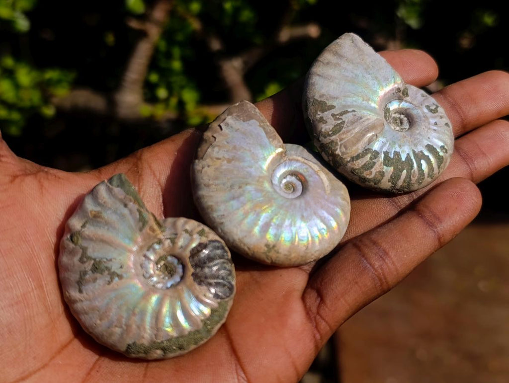 Natural Iridescent Cleoniceras Ammonite Fossils x 24 From Tulear, Madagascar - Toprock Gemstones and Minerals 