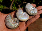 Natural Iridescent Cleoniceras Ammonite Fossils x 24 From Tulear, Madagascar - Toprock Gemstones and Minerals 