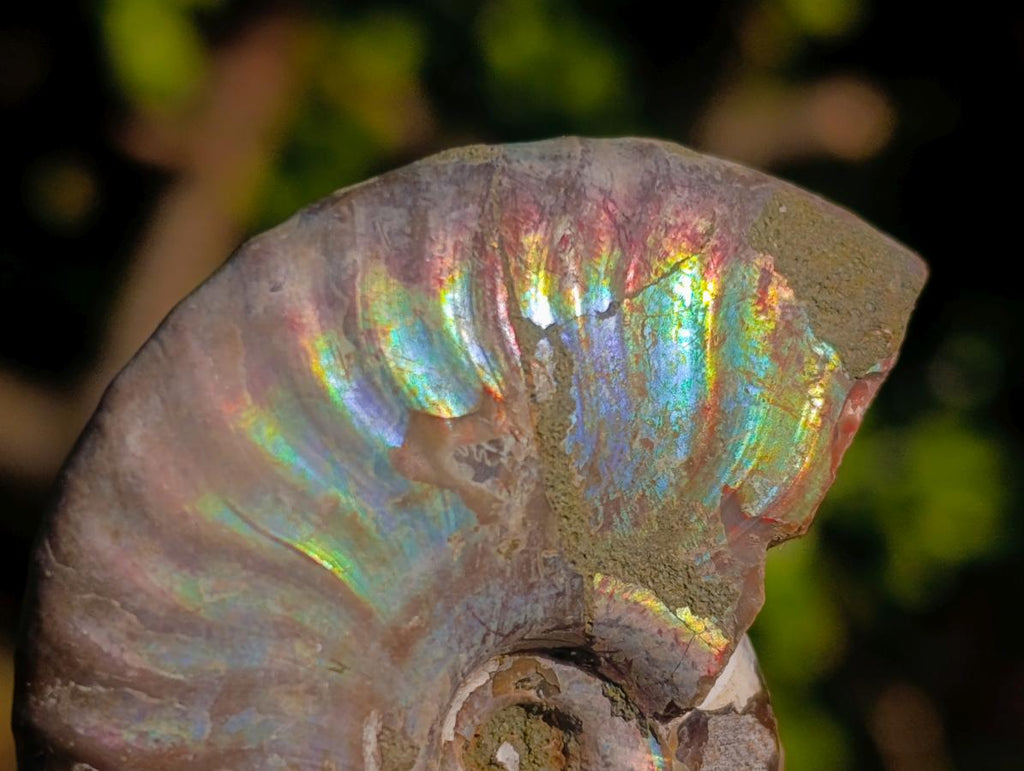 Natural Iridescent Cleoniceras Ammonite Fossils x 24 From Tulear, Madagascar - Toprock Gemstones and Minerals 
