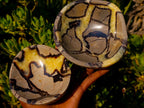 Polished Septerye Bowls x 2 From Mahajanga, Madagascar - Toprock Gemstones and Minerals 