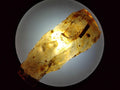 Natural Copal Amber Specimens with Insect and Plant Inclusions x 24 From Lemur Island, Madagascar - Toprock Gemstones and Minerals 