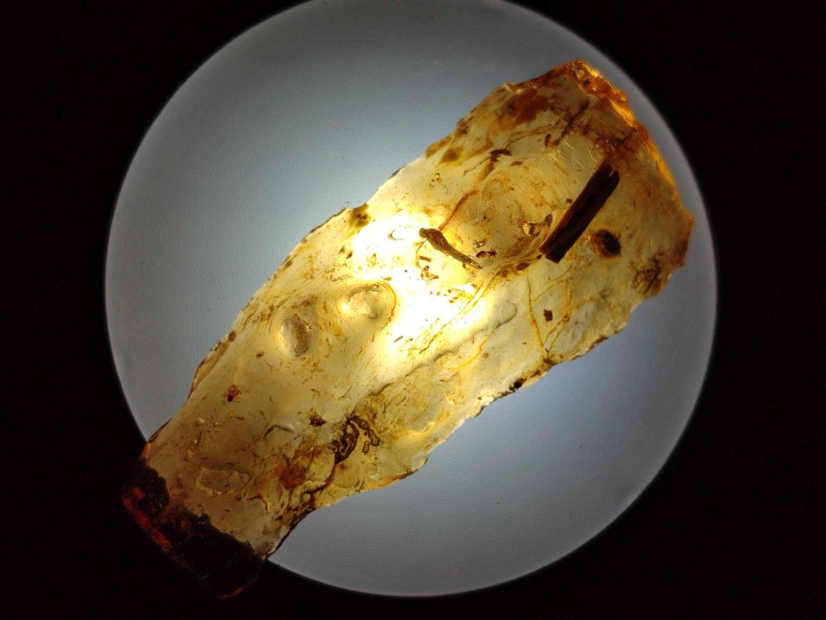 Natural Copal Amber Specimens with Insect and Plant Inclusions x 24 From Lemur Island, Madagascar - Toprock Gemstones and Minerals 