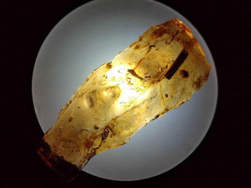 Natural Copal Amber Specimens with Insect and Plant Inclusions x 24 From Lemur Island, Madagascar - Toprock Gemstones and Minerals 