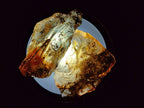 Natural Copal Amber Specimens with Insect and Plant Inclusions x 24 From Lemur Island, Madagascar - Toprock Gemstones and Minerals 