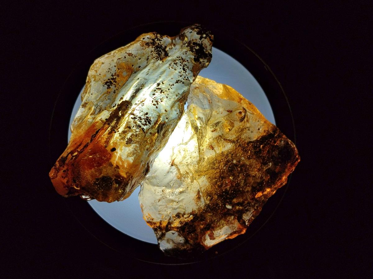 Natural Copal Amber Specimens with Insect and Plant Inclusions x 24 From Lemur Island, Madagascar - Toprock Gemstones and Minerals 