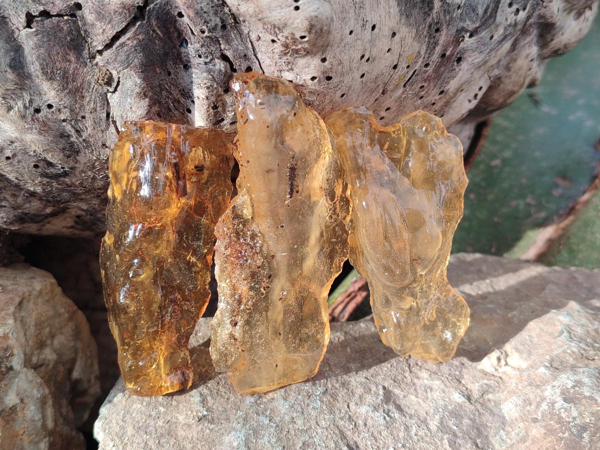 Natural Copal Amber Specimens with Insect and Plant Inclusions x 24 From Lemur Island, Madagascar - Toprock Gemstones and Minerals 