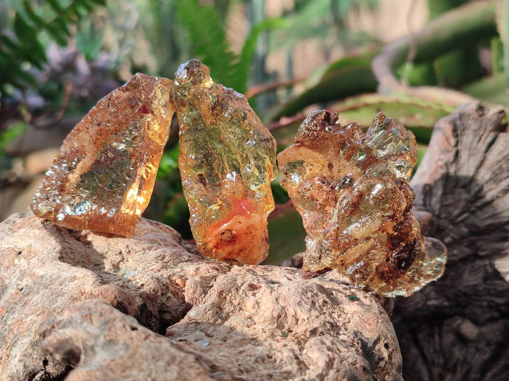 Natural Copal Amber Specimens with Insect and Plant Inclusions x 24 From Lemur Island, Madagascar - Toprock Gemstones and Minerals 