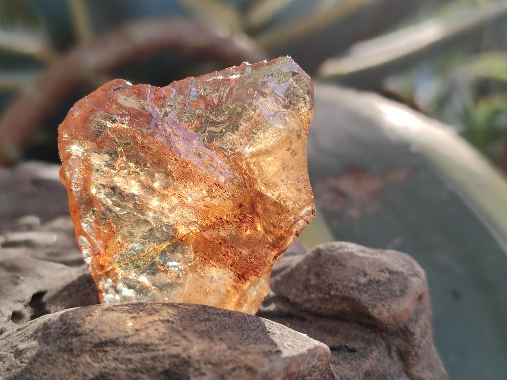 Natural Copal Amber Specimens with Insect and Plant Inclusions x 24 From Lemur Island, Madagascar - Toprock Gemstones and Minerals 