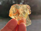 Natural Copal Amber Specimens with Insect and Plant Inclusions x 24 From Lemur Island, Madagascar - Toprock Gemstones and Minerals 