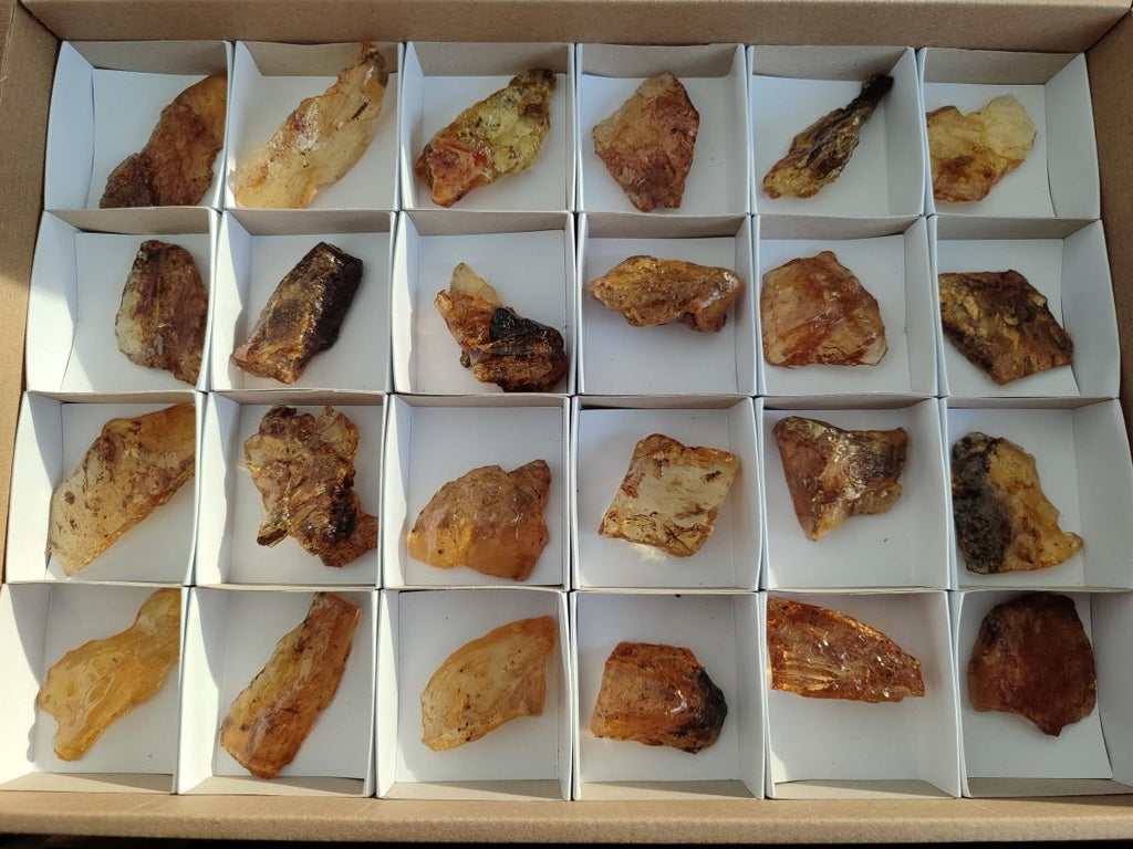 Natural Copal Amber Specimens with Insect and Plant Inclusions x 24 From Lemur Island, Madagascar - Toprock Gemstones and Minerals 