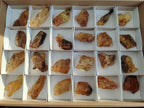 Natural Copal Amber Specimens with Insect and Plant Inclusions x 24 From Lemur Island, Madagascar - Toprock Gemstones and Minerals 