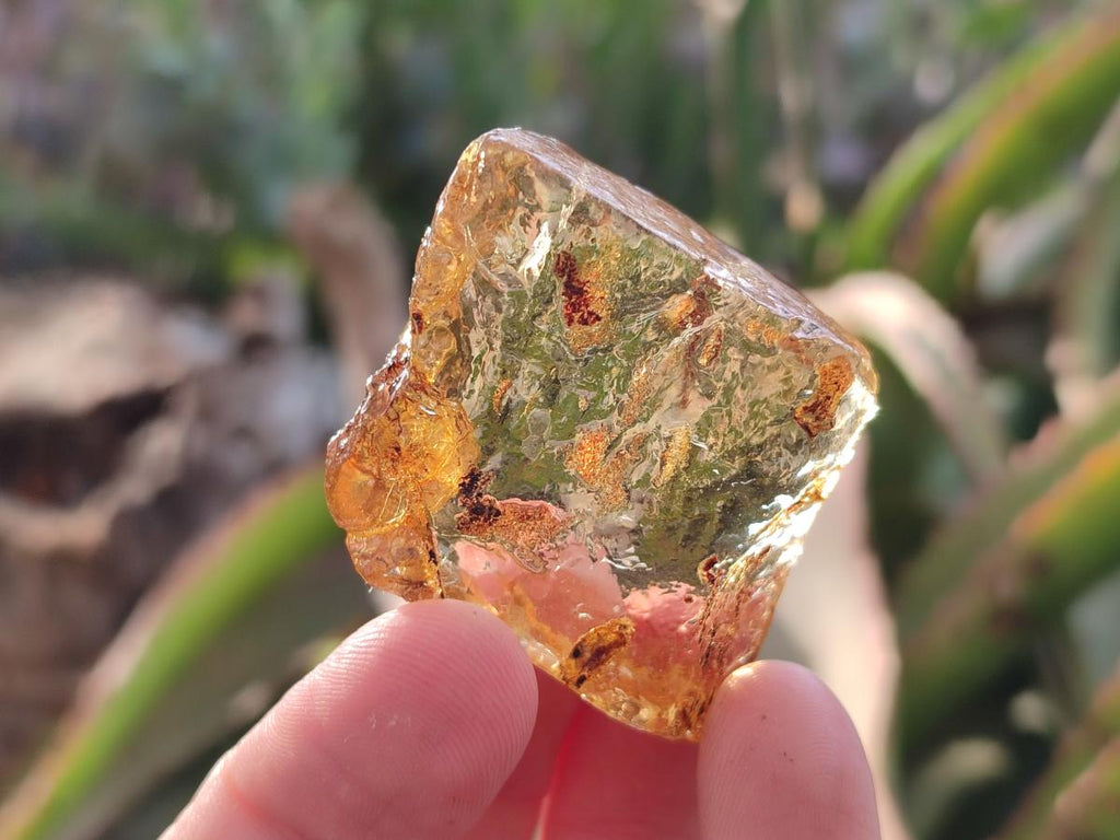 Natural Copal Amber Specimens with Insect and Plant Inclusions x 24 From Lemur Island, Madagascar - Toprock Gemstones and Minerals 