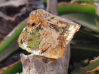 Natural Copal Amber Specimens with Insect and Plant Inclusions x 24 From Lemur Island, Madagascar - Toprock Gemstones and Minerals 
