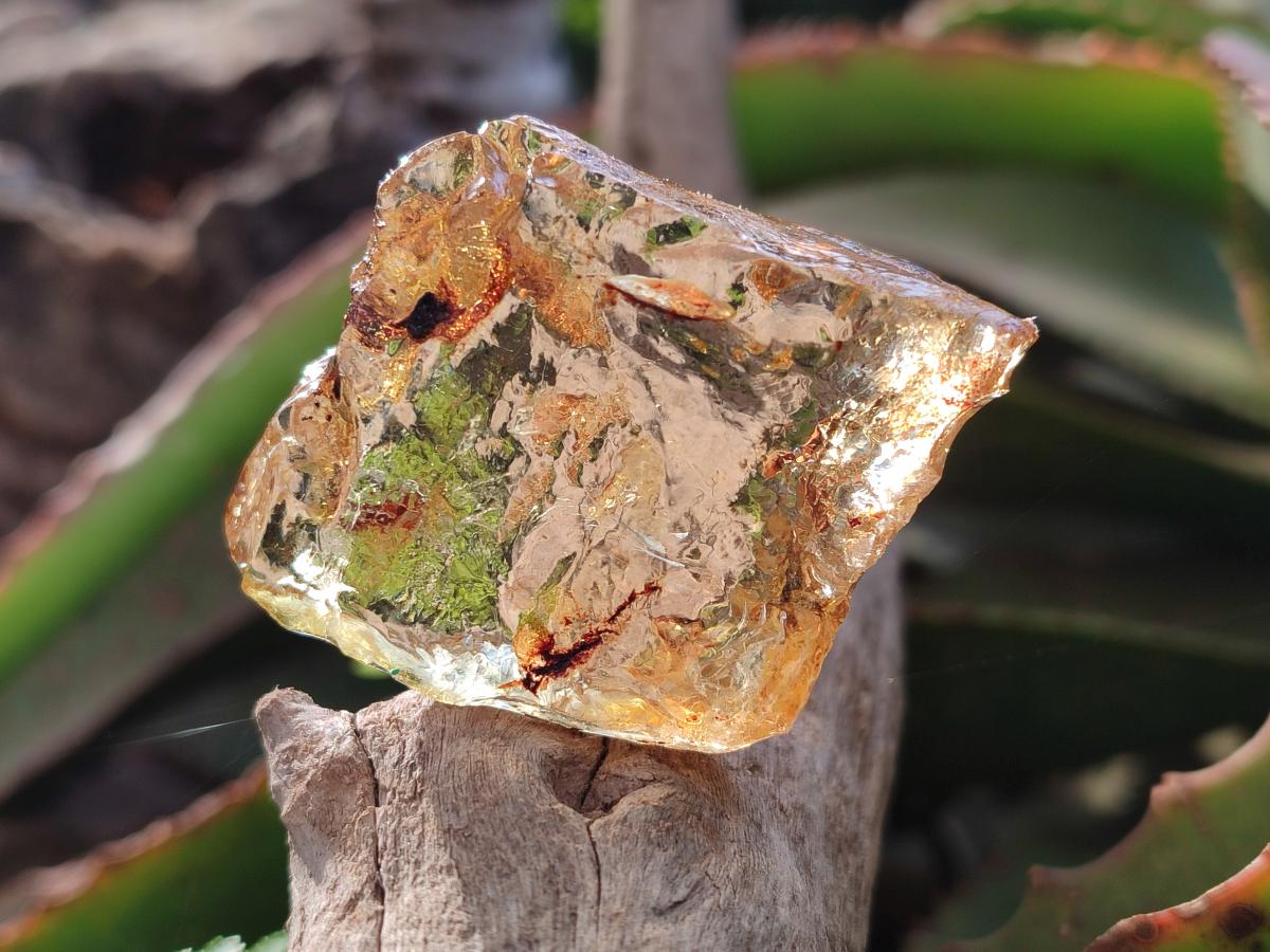 Natural Copal Amber Specimens with Insect and Plant Inclusions x 24 From Lemur Island, Madagascar - Toprock Gemstones and Minerals 
