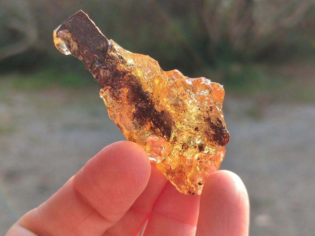 Natural Copal Amber Specimens with Insect and Plant Inclusions x 24 From Lemur Island, Madagascar - Toprock Gemstones and Minerals 