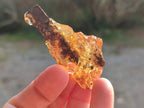 Natural Copal Amber Specimens with Insect and Plant Inclusions x 24 From Lemur Island, Madagascar - Toprock Gemstones and Minerals 