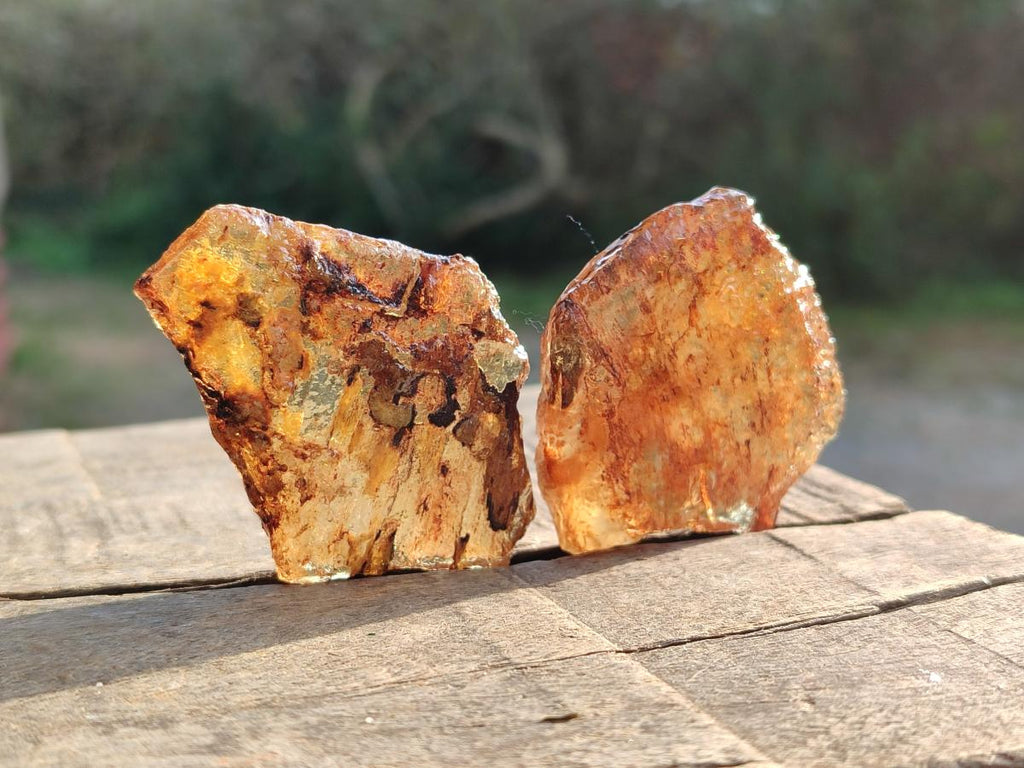 Natural Copal Amber Specimens with Insect and Plant Inclusions x 24 From Lemur Island, Madagascar - Toprock Gemstones and Minerals 
