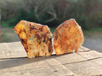 Natural Copal Amber Specimens with Insect and Plant Inclusions x 24 From Lemur Island, Madagascar - Toprock Gemstones and Minerals 