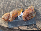 Natural Copal Amber Specimens with Insect and Plant Inclusions x 24 From Lemur Island, Madagascar - Toprock Gemstones and Minerals 