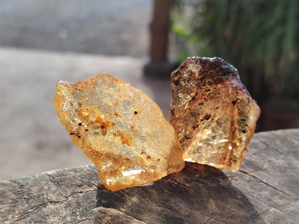 Natural Copal Amber Specimens with Insect and Plant Inclusions x 24 From Lemur Island, Madagascar - Toprock Gemstones and Minerals 