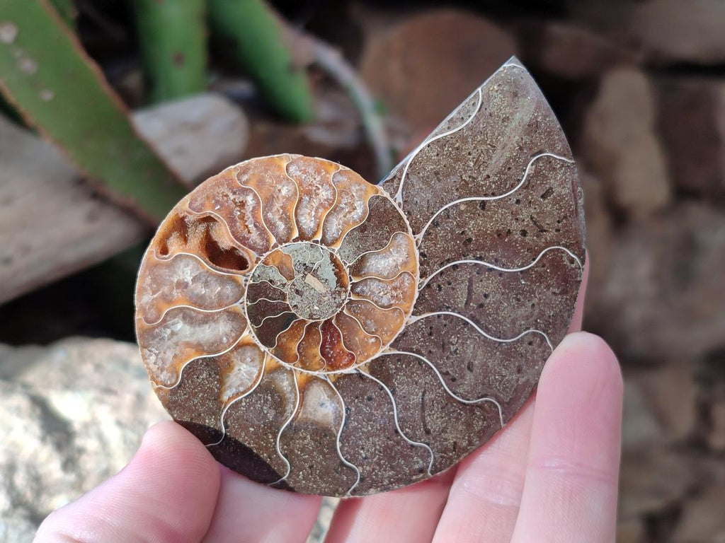 Polished Cleoniceras Ammonite Fossil Pairs x 6 From Tulear, Madagascar - Toprock Gemstones and Minerals 