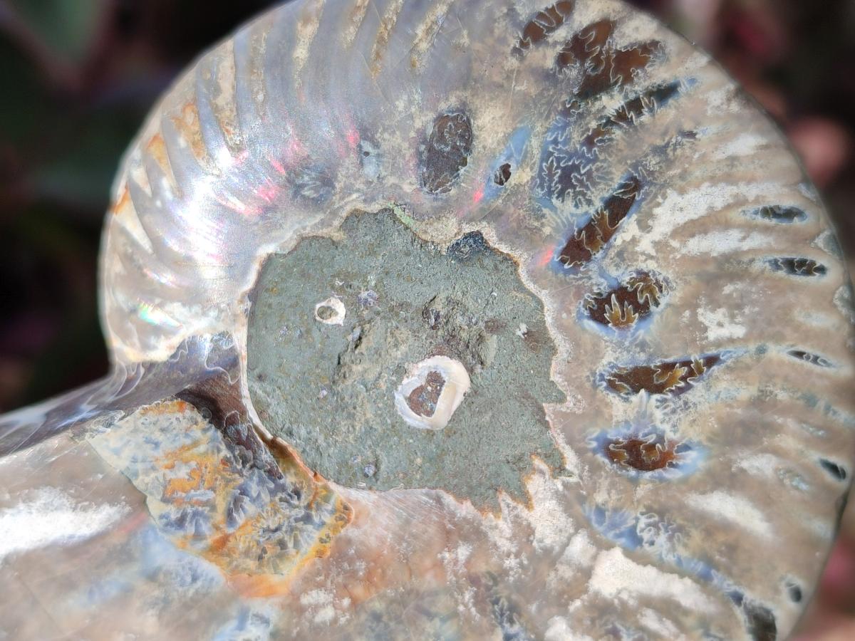 Polished Cleoniceras Ammonite Fossil Pairs x 6 From Tulear, Madagascar - Toprock Gemstones and Minerals 