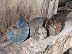 Polished Cleoniceras Ammonite Fossil Pairs x 6 From Tulear, Madagascar - Toprock Gemstones and Minerals 
