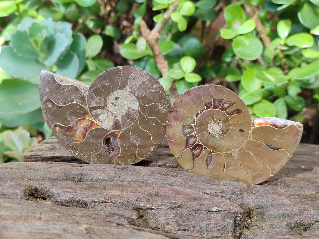 Polished Cleoniceras Ammonite Fossil Pairs x 6 From Tulear, Madagascar - Toprock Gemstones and Minerals 