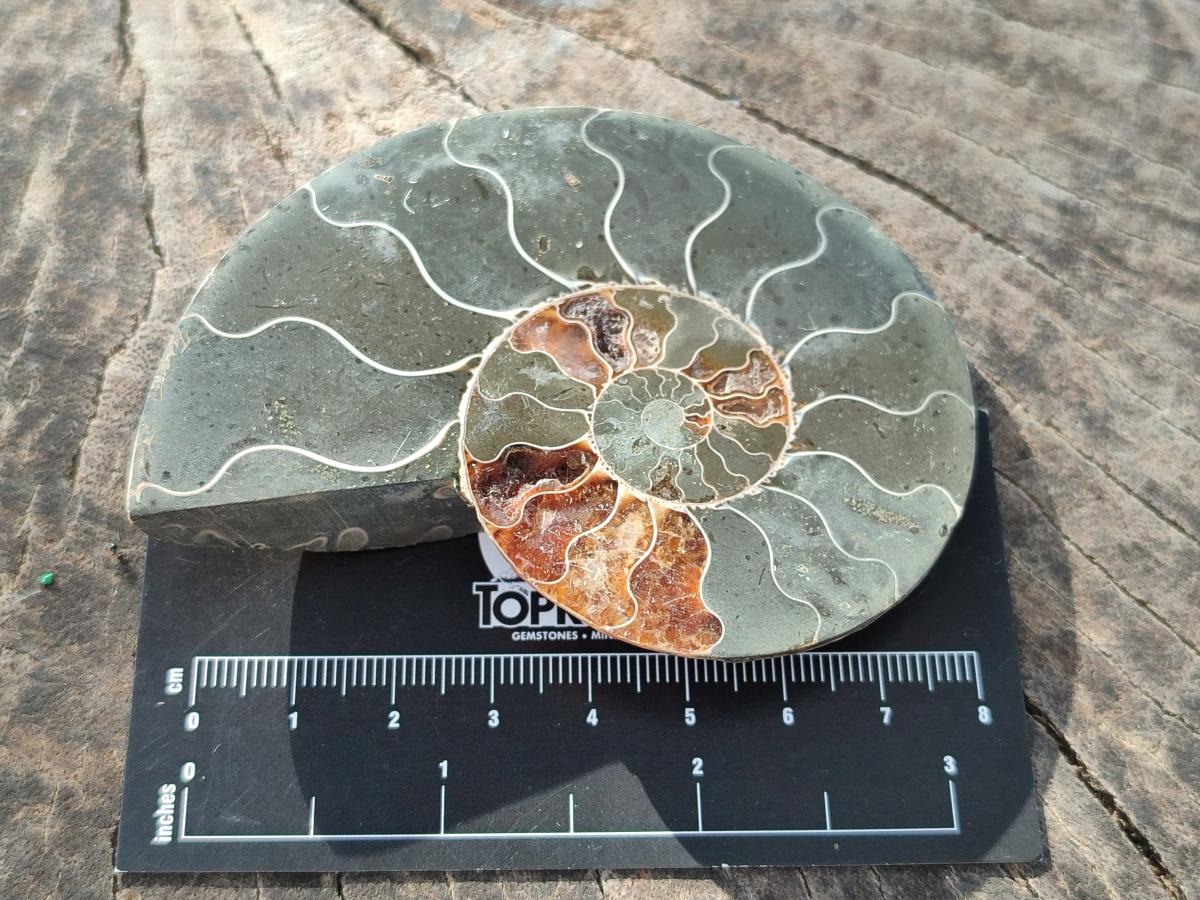 Polished Cleoniceras Ammonite Fossil Pairs x 6 From Tulear, Madagascar - Toprock Gemstones and Minerals 