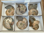 Polished Cleoniceras Ammonite Fossil Pairs x 6 From Tulear, Madagascar - Toprock Gemstones and Minerals 