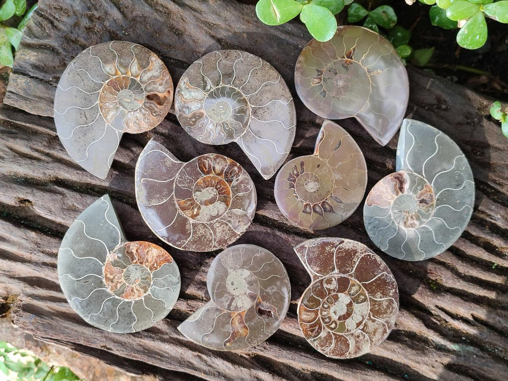 Polished Cleoniceras Ammonite Fossil Pairs x 6 From Tulear, Madagascar - Toprock Gemstones and Minerals 