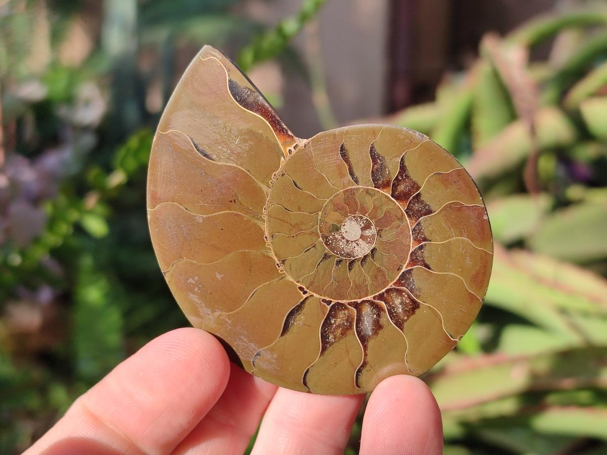 Polished Cleoniceras Ammonite Fossil Pairs x 6 From Tulear, Madagascar - Toprock Gemstones and Minerals 