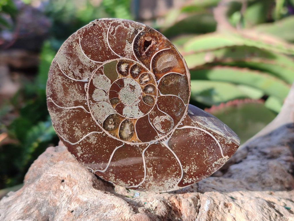 Polished Cleoniceras Ammonite Fossil Pairs x 6 From Tulear, Madagascar - Toprock Gemstones and Minerals 