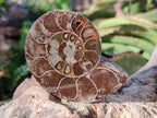 Polished Cleoniceras Ammonite Fossil Pairs x 6 From Tulear, Madagascar - Toprock Gemstones and Minerals 