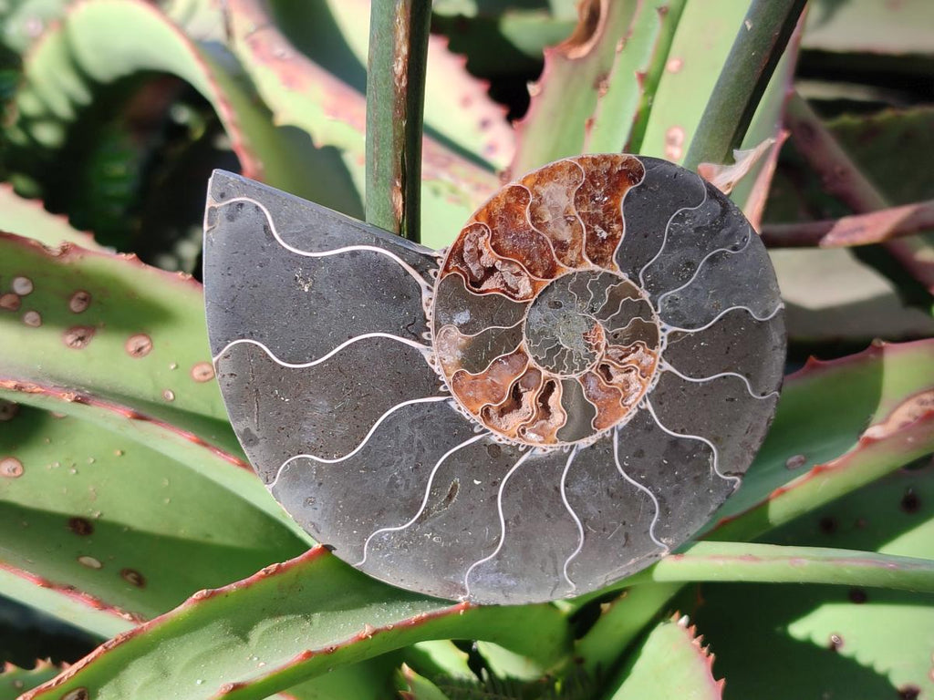 Polished Cleoniceras Ammonite Fossil Pairs x 6 From Tulear, Madagascar - Toprock Gemstones and Minerals 