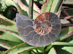 Polished Cleoniceras Ammonite Fossil Pairs x 6 From Tulear, Madagascar - Toprock Gemstones and Minerals 
