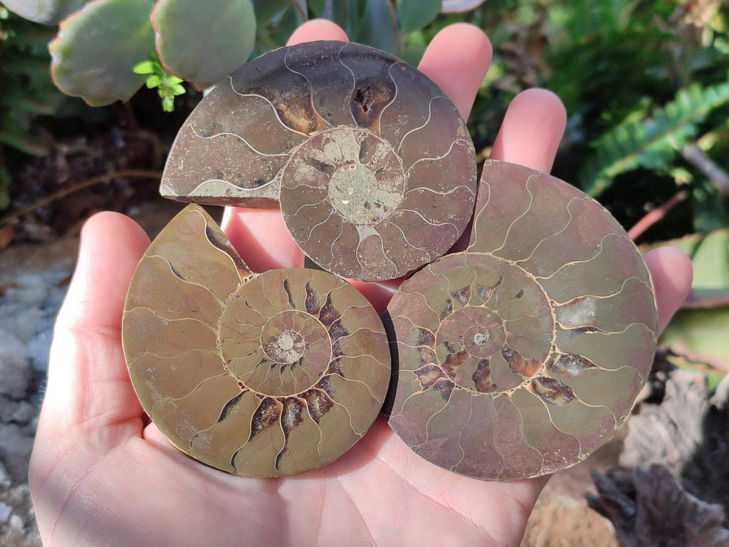 Polished Cleoniceras Ammonite Fossil Pairs x 6 From Tulear, Madagascar - Toprock Gemstones and Minerals 