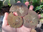 Polished Cleoniceras Ammonite Fossil Pairs x 6 From Tulear, Madagascar - Toprock Gemstones and Minerals 