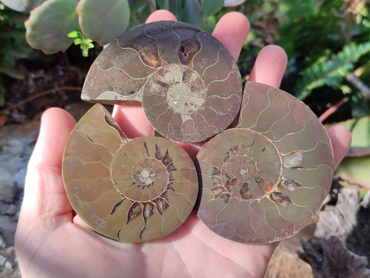 Polished Cleoniceras Ammonite Fossil Pairs x 6 From Tulear, Madagascar - Toprock Gemstones and Minerals 