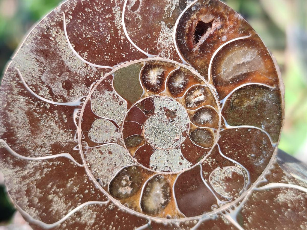 Polished Cleoniceras Ammonite Fossil Pairs x 6 From Tulear, Madagascar - Toprock Gemstones and Minerals 